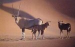  Oryx aux Emirats